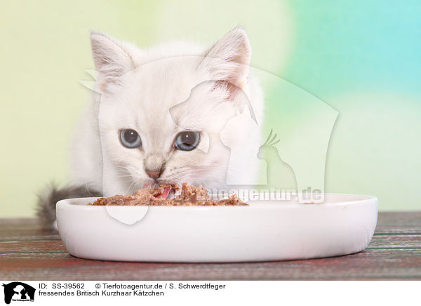 fressendes Britisch Kurzhaar Ktzchen / eating British Shorthair Kitten / SS-39562