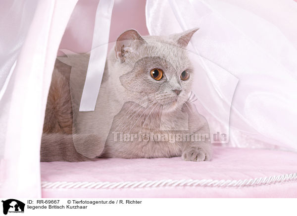 liegende Britisch Kurzhaar / lying British Shorthair / RR-69667