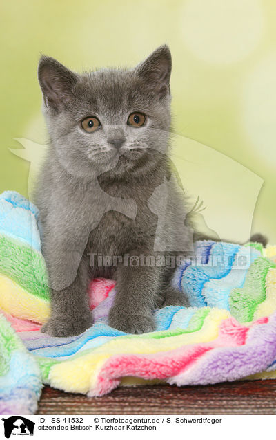 sitzendes Britisch Kurzhaar Ktzchen / sitting British Shorthair Kitten / SS-41532