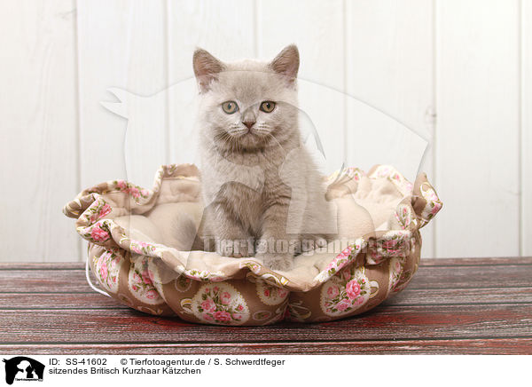 sitzendes Britisch Kurzhaar Ktzchen / sitting British Shorthair Kitten / SS-41602