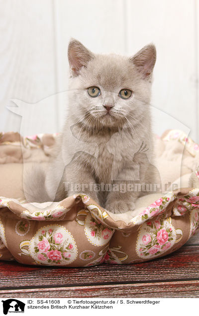 sitzendes Britisch Kurzhaar Ktzchen / sitting British Shorthair Kitten / SS-41608