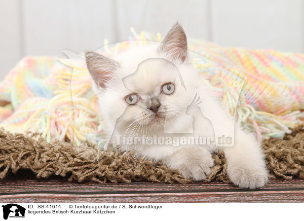 liegendes Britisch Kurzhaar Ktzchen / lying British Shorthair Kitten / SS-41614