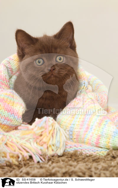 sitzendes Britisch Kurzhaar Ktzchen / sitting British Shorthair Kitten / SS-41658