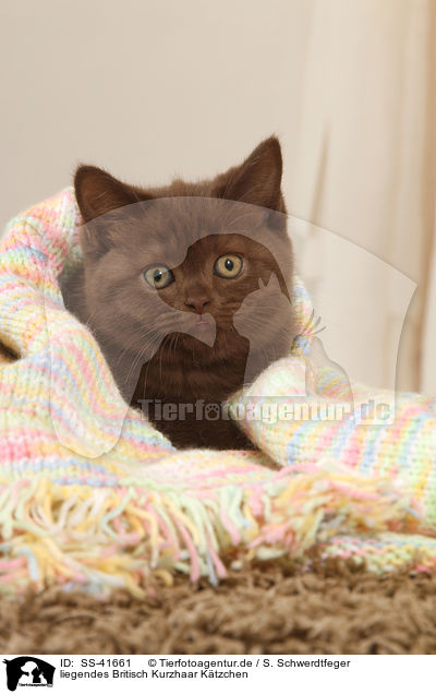 liegendes Britisch Kurzhaar Ktzchen / lying British Shorthair Kitten / SS-41661