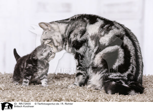 Britisch Kurzhaar / British Shorthair / RR-72600