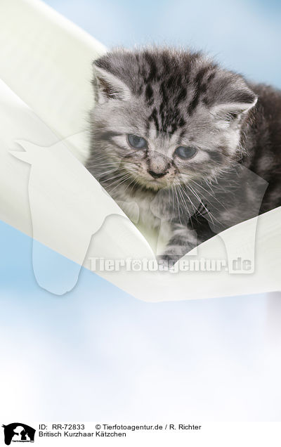 Britisch Kurzhaar Ktzchen / British Shorthair Kitten / RR-72833