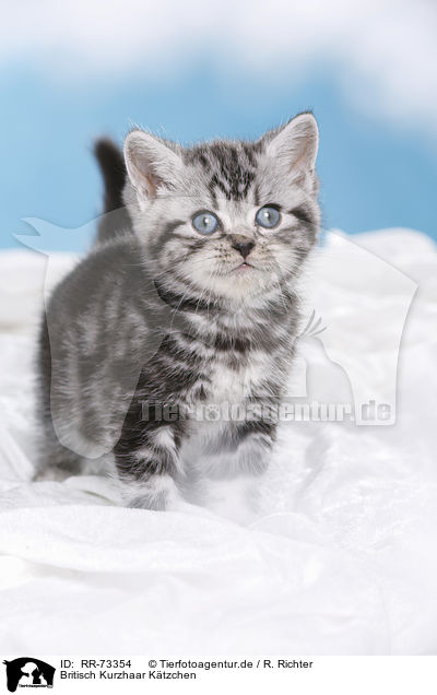 Britisch Kurzhaar Ktzchen / British Shorthair Kitten / RR-73354