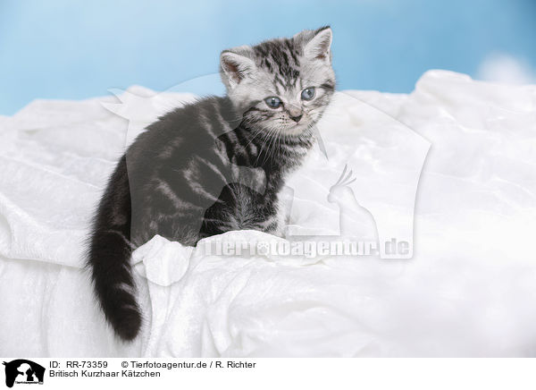 Britisch Kurzhaar Ktzchen / British Shorthair Kitten / RR-73359