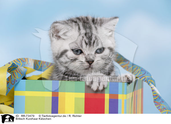 Britisch Kurzhaar Ktzchen / British Shorthair Kitten / RR-73479