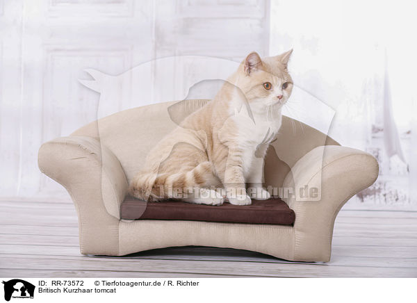 Britisch Kurzhaar tomcat / British Shorthair Kater / RR-73572