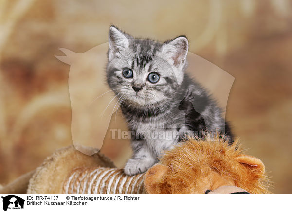 Britisch Kurzhaar Ktzchen / British Shorthair Kitten / RR-74137