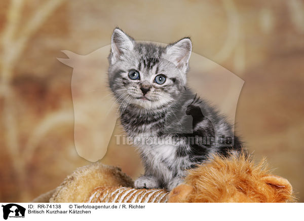 Britisch Kurzhaar Ktzchen / British Shorthair Kitten / RR-74138
