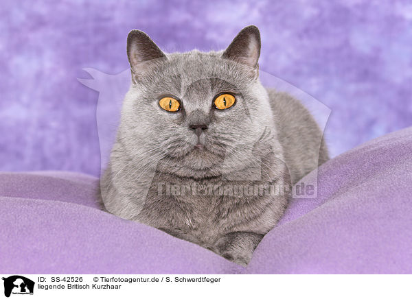 liegende Britisch Kurzhaar / lying British Shorthair / SS-42526