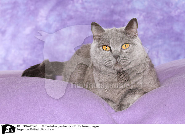 liegende Britisch Kurzhaar / lying British Shorthair / SS-42528