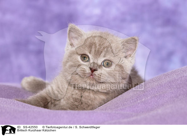 Britisch Kurzhaar Ktzchen / British Shorthair Kitten / SS-42550