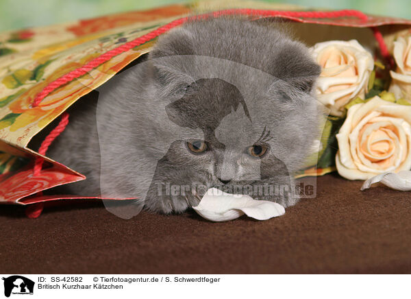 Britisch Kurzhaar Ktzchen / British Shorthair Kitten / SS-42582