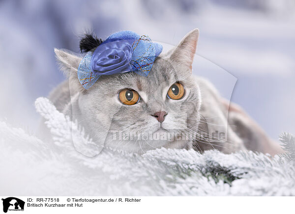 Britisch Kurzhaar mit Hut / British Shorthair Cat with hat / RR-77518