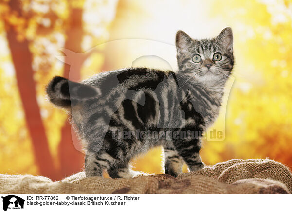 Rr 77862 Black Golden Tabby Classic Britisch Kurzhaar