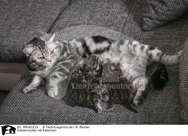 Katzenmutter mit Ktzchen / cat mother with kittens / RR-80333