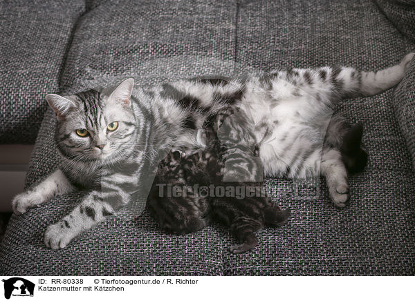 Katzenmutter mit Ktzchen / cat mother with kittens / RR-80338