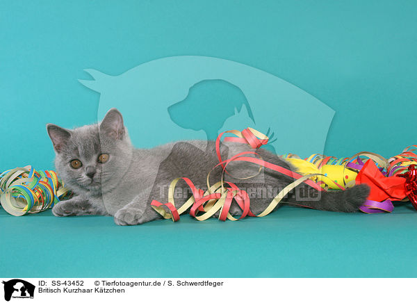 Britisch Kurzhaar Ktzchen / British Shorthair Kitten / SS-43452