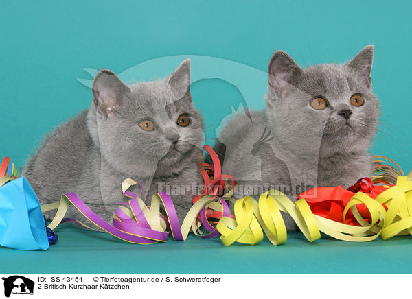 2 Britisch Kurzhaar Ktzchen / 2 British Shorthair Kitten / SS-43454