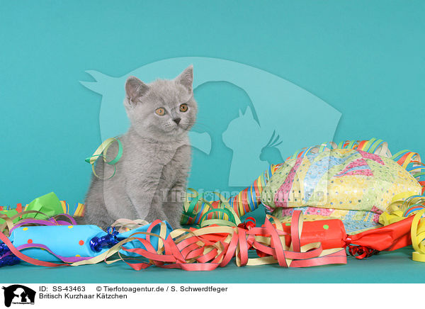 Britisch Kurzhaar Ktzchen / British Shorthair Kitten / SS-43463