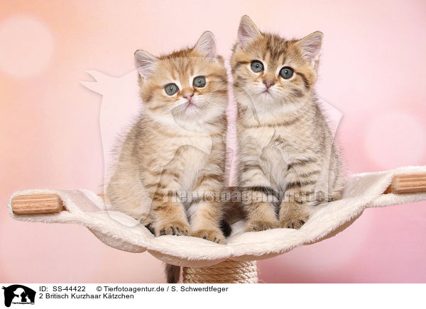 2 Britisch Kurzhaar Ktzchen / 2 British Shorthair Kitten / SS-44422