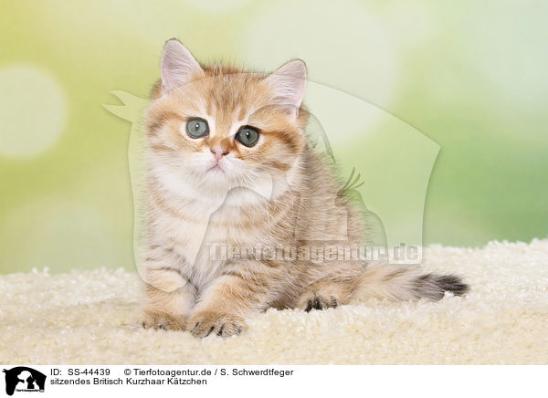 sitzendes Britisch Kurzhaar Ktzchen / sitting British Shorthair Kitten / SS-44439