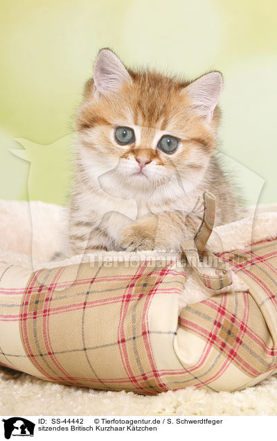 sitzendes Britisch Kurzhaar Ktzchen / sitting British Shorthair Kitten / SS-44442