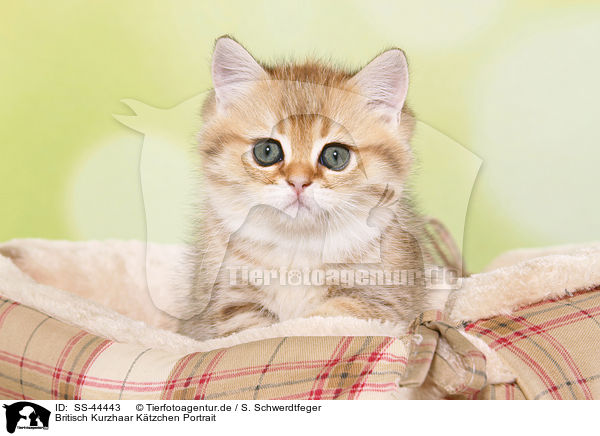 Britisch Kurzhaar Ktzchen Portrait / British Shorthair Kitten Portrait / SS-44443