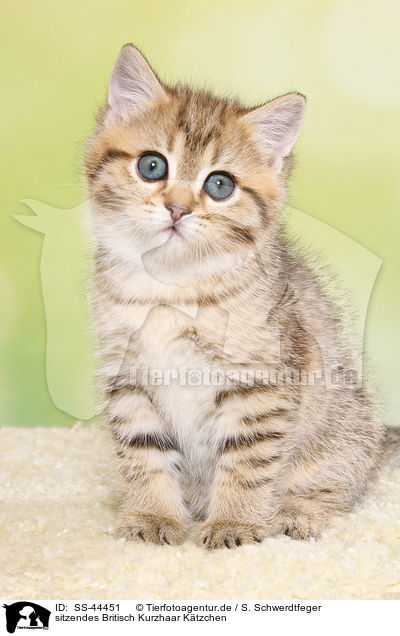 sitzendes Britisch Kurzhaar Ktzchen / sitting British Shorthair Kitten / SS-44451