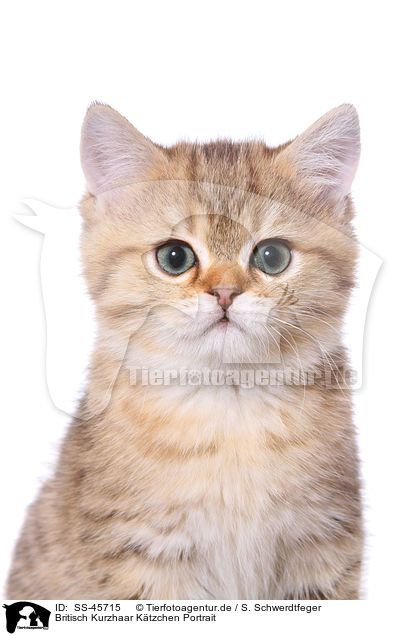 Britisch Kurzhaar Ktzchen Portrait / British Shorthair Kitten Portrait / SS-45715