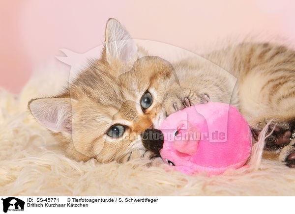 Britisch Kurzhaar Ktzchen / British Shorthair Kitten / SS-45771