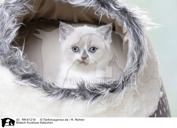 Britisch Kurzhaar Ktzchen / British Shorthair Kitten / RR-81218