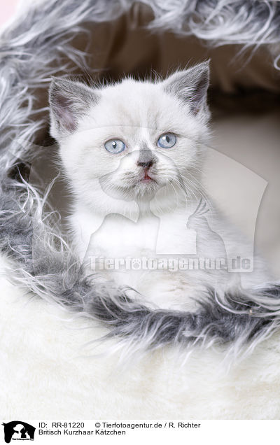 Britisch Kurzhaar Ktzchen / British Shorthair Kitten / RR-81220