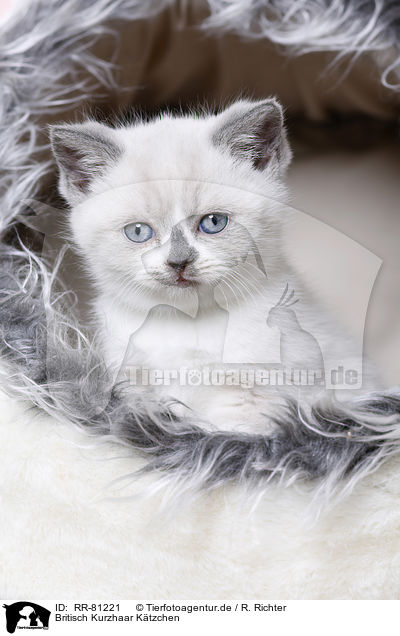 Britisch Kurzhaar Ktzchen / British Shorthair Kitten / RR-81221