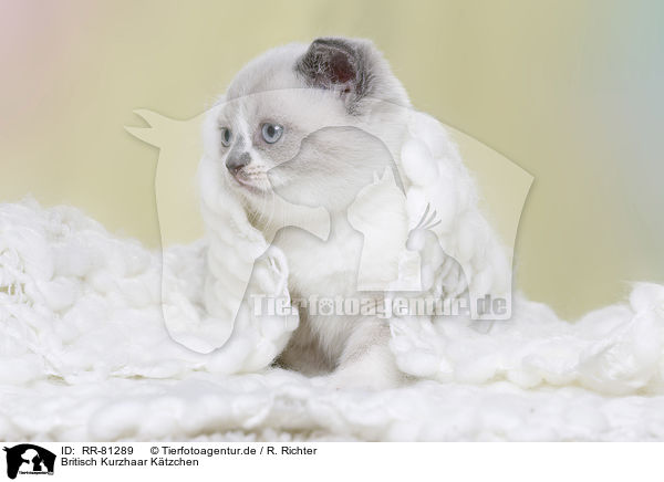 Britisch Kurzhaar Ktzchen / British Shorthair Kitten / RR-81289