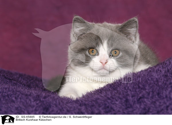 Britisch Kurzhaar Ktzchen / British Shorthair Kitten / SS-45885