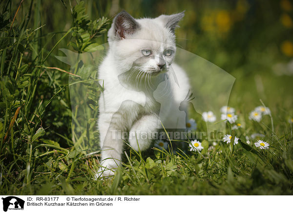 Britisch Kurzhaar Ktzchen im Grnen / British Shorthair Kitten in the countryside / RR-83177