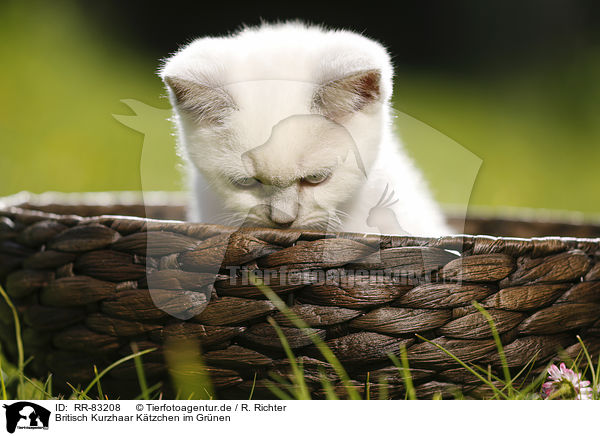 Britisch Kurzhaar Ktzchen im Grnen / British Shorthair Kitten in the countryside / RR-83208