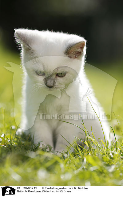 Britisch Kurzhaar Ktzchen im Grnen / British Shorthair Kitten in the countryside / RR-83212