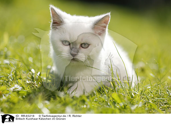 Britisch Kurzhaar Ktzchen im Grnen / British Shorthair Kitten in the countryside / RR-83218