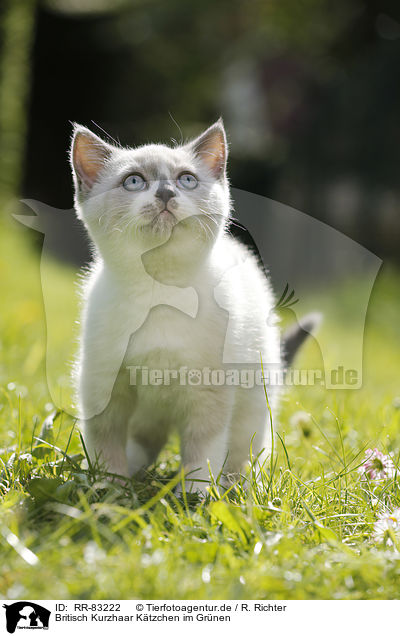 Britisch Kurzhaar Ktzchen im Grnen / British Shorthair Kitten in the countryside / RR-83222