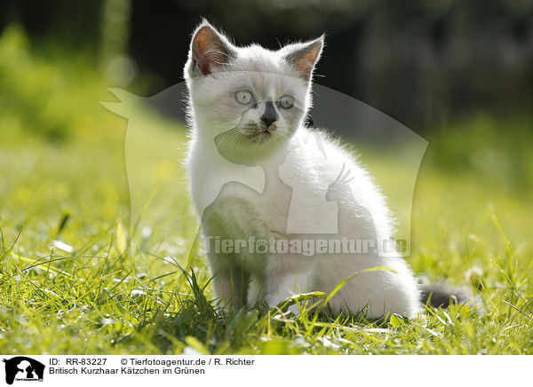 Britisch Kurzhaar Ktzchen im Grnen / British Shorthair Kitten in the countryside / RR-83227