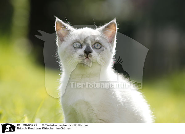 Britisch Kurzhaar Ktzchen im Grnen / British Shorthair Kitten in the countryside / RR-83229