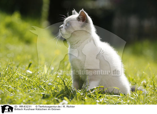 Britisch Kurzhaar Ktzchen im Grnen / British Shorthair Kitten in the countryside / RR-83231