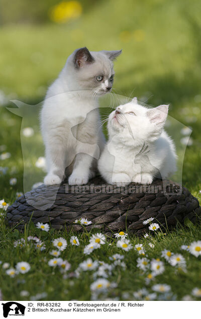 2 Britisch Kurzhaar Ktzchen im Grnen / 2 British Shorthair Kitten in the countryside / RR-83282