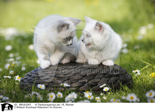 2 Britisch Kurzhaar Ktzchen im Grnen / 2 British Shorthair Kitten in the countryside / RR-83287