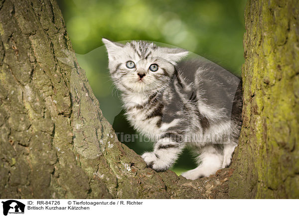 Britisch Kurzhaar Ktzchen / British Shorthair Kitten / RR-84726